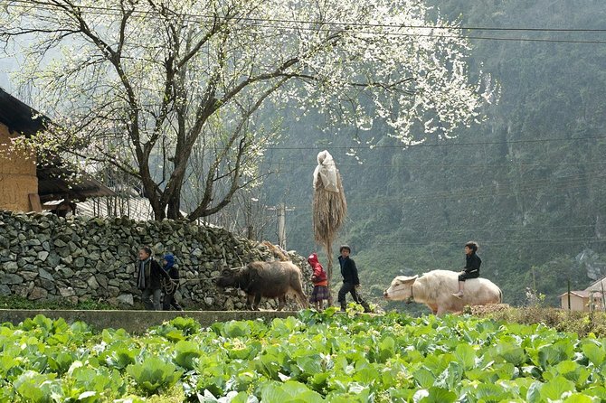 2 Days 1 night Sapa Tour from Hanoi by Limousine/Sleeper bus - What the meals and inclusions really save you