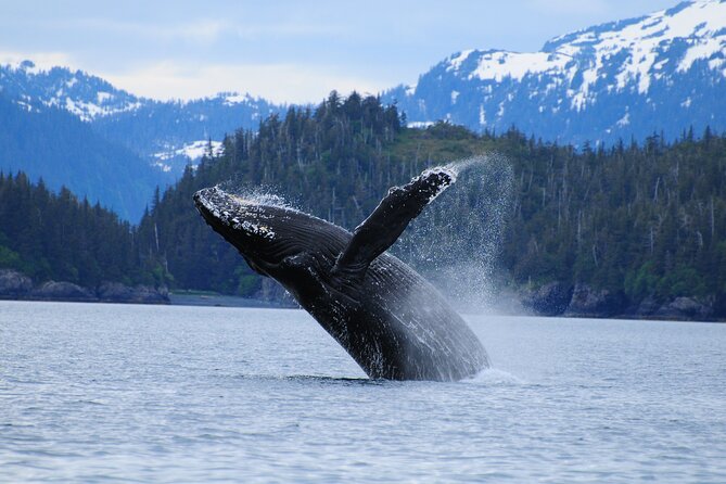 26 Glacier Cruise and Coach from Anchorage, AK - Is $336.09 a fair price?