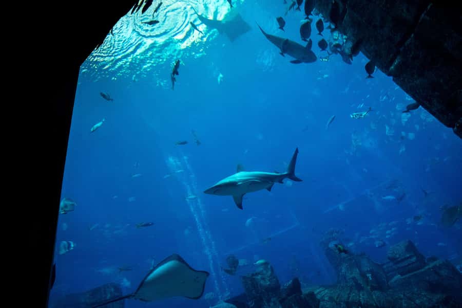 5-Day Pass: Hop-On Hop-Off, Lost World Aquarium, Dubai Frame - Staff, app, and day-to-day ease