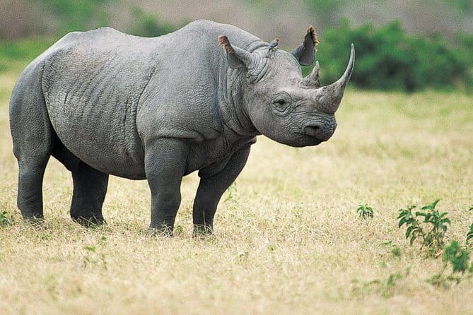 6-Day Tour of Exotic Northeast India: Mawsmai Caves, Double Decker Living Root Bridge and Kaziranga National Park - Day 1: A Brahmaputra cruise from Guwahati