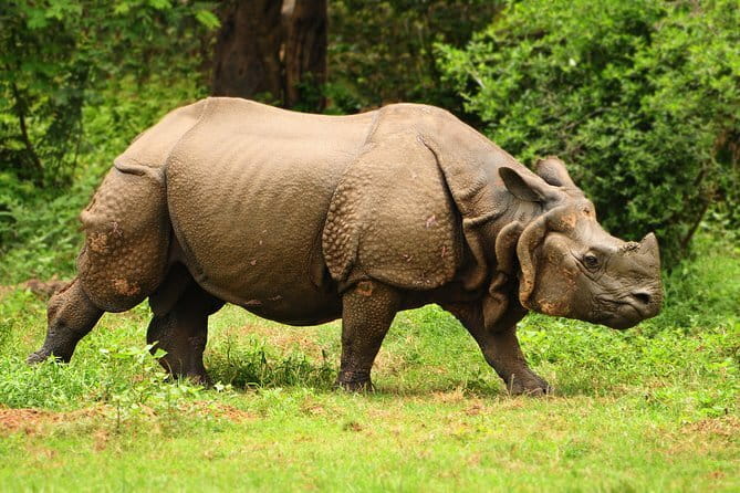 6-Day Tour of Exotic Northeast India: Mawsmai Caves, Double Decker Living Root Bridge and Kaziranga National Park - Day 4: The long road to Kaziranga National Park