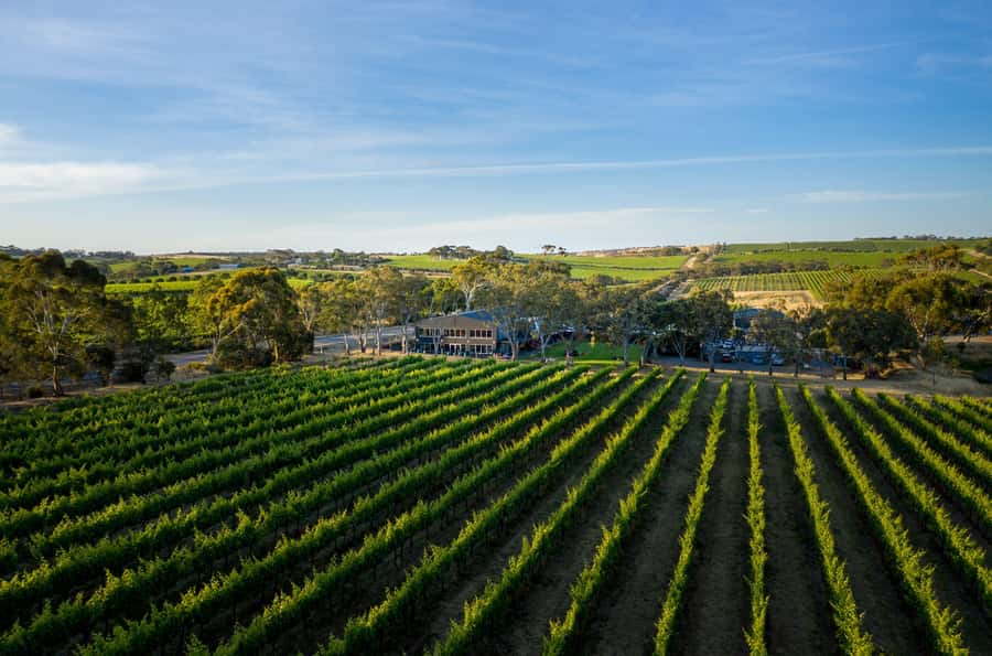 Adelaide: Premium McLaren Vale Wine and Brew Minibus Tour - Woodstock Wine Estate and old McLaren Vale vines