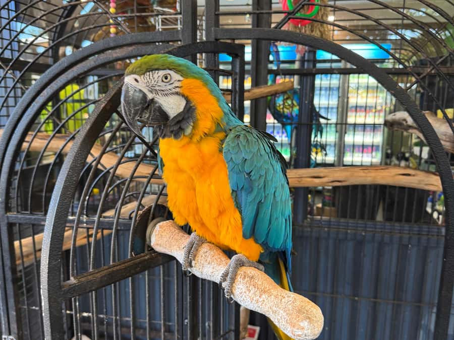 Airlie Beach: Sightseeing Bus Tour - Starting in Airlie Beach with a local guide