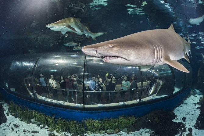 Barcelona City Tour Hop-On Hop-Off and Aquarium - A practical way to see Barcelona in four hours