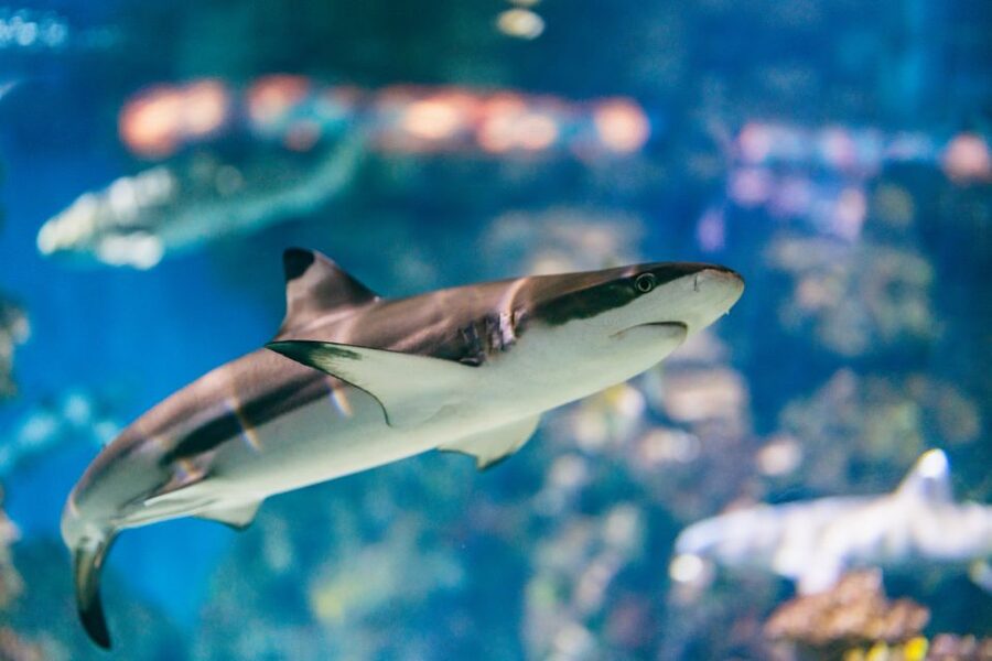Barcelona: Hop-On Hop-Off Bus & Aquarium Tour - Should You Book the Bus and Aquarium Combo?