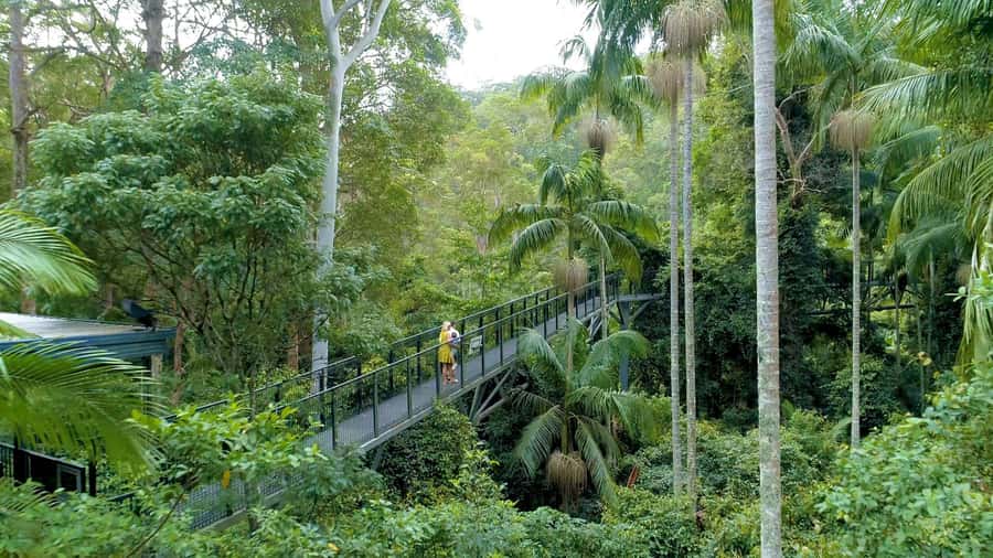 Brisbane: Daytime Glow Worm Caves Hop-on Hop-off Bus Tour - The big appeal: glow worms without a night trip