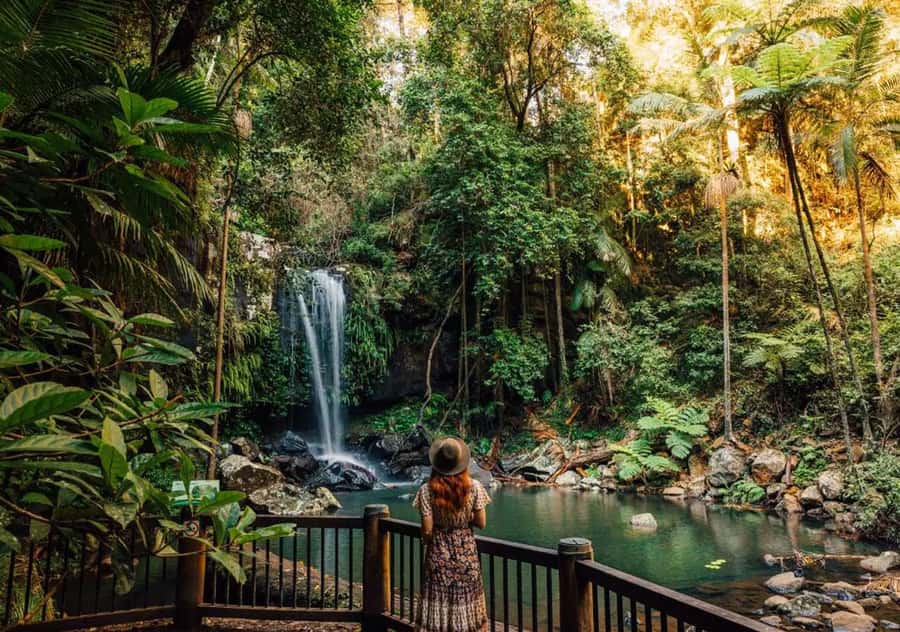 Brisbane: Hop on Hop off Bus to Tamborine Mountain - Planning your Green Line nature day