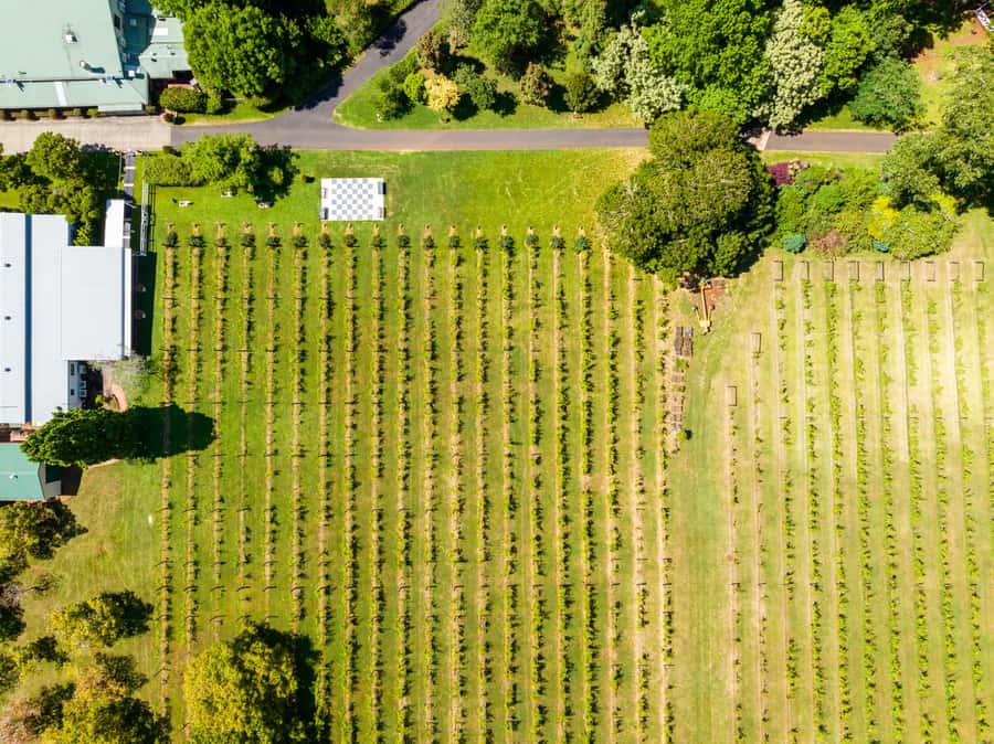 Brisbane: Wine Tasting - Hop on Hop off Tour to Mt Tamborine - Who will enjoy this format most