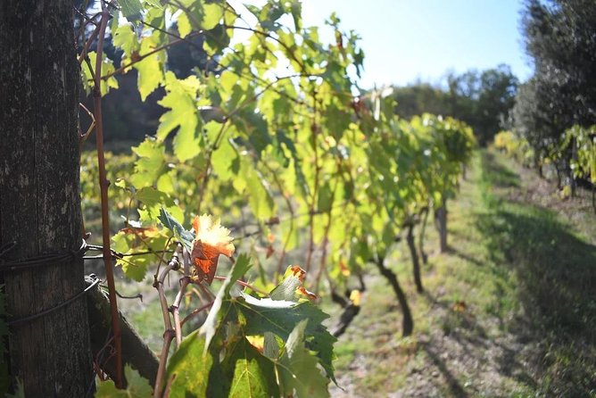 Brunello Vineyards Bus Tour - A guide who adds practical help