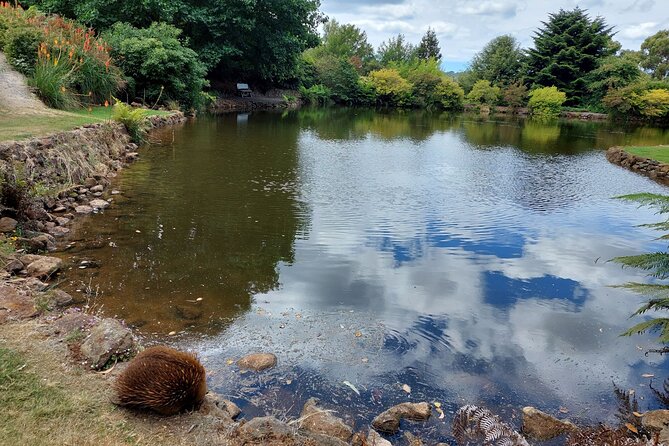 Burnie Attractions Bus: Burnie Shore Excursion - Fernglade Reserve and Tasmanian wildlife