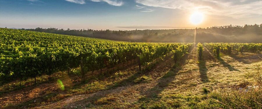 Cape Town: Hop On, Hop Off: Franschhoek Wine Tram Tour! - What your hop-on, hop-off day feels like