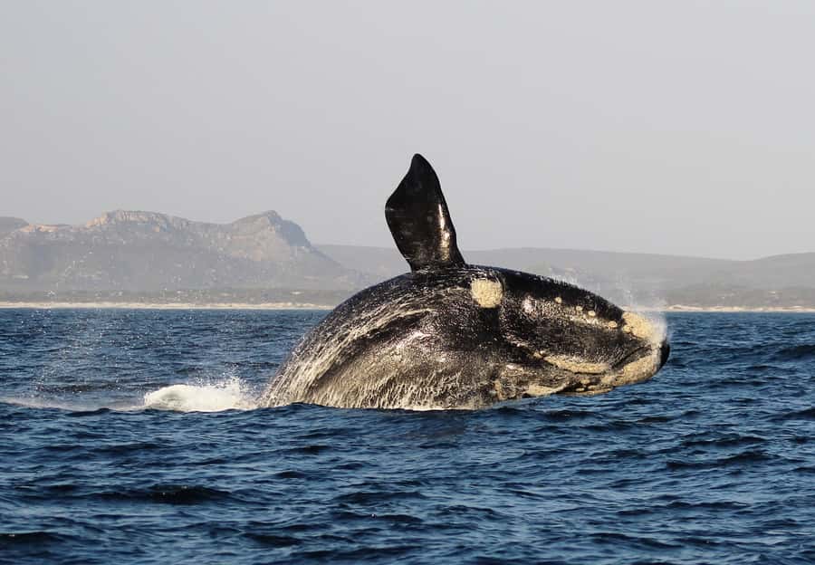 Cape Town: Premium Attractions City Pass with Bus Tour - My verdict: book it only with a plan
