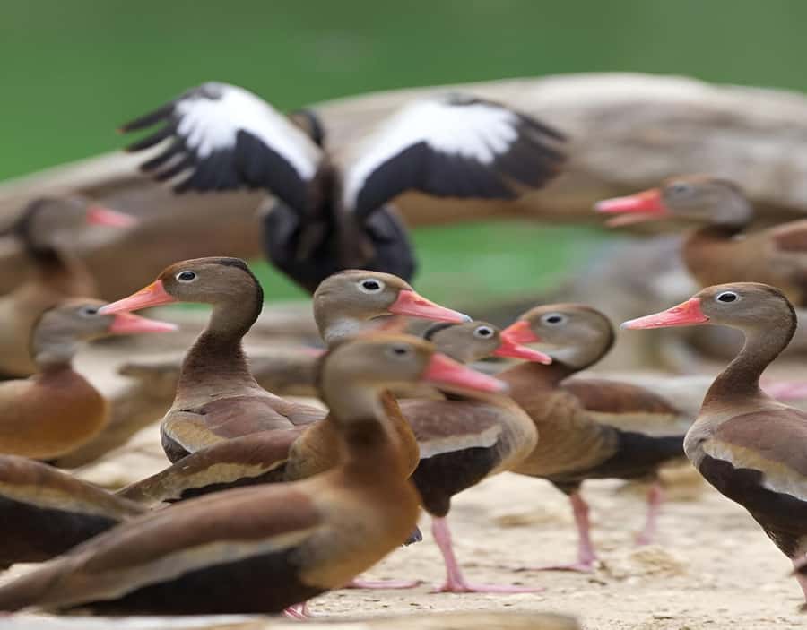 Cartagena: Daytour Aviary and Playa blanca, Barú by bus! - Lunch, seating, and what your $47 really buys