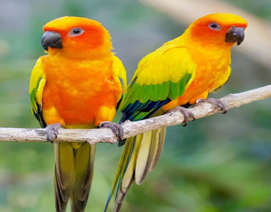 Cartagena: Daytour Aviary and Playa blanca, Barú by bus! - Guide service and communication on the day