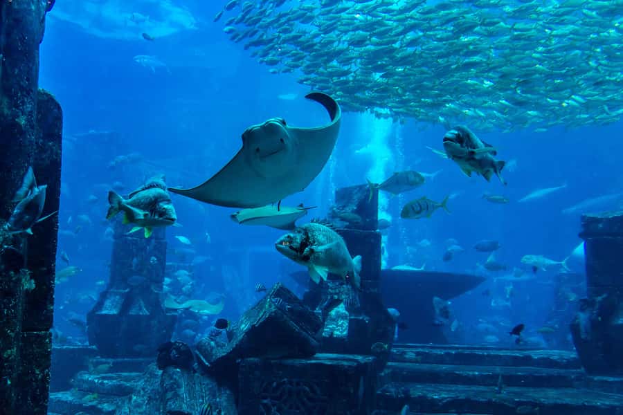 City Sightseeing Dubai HOHO Bus Tour, Aquaventure & More - Blue Route: Palm Jumeirah, Atlantis, and the marina