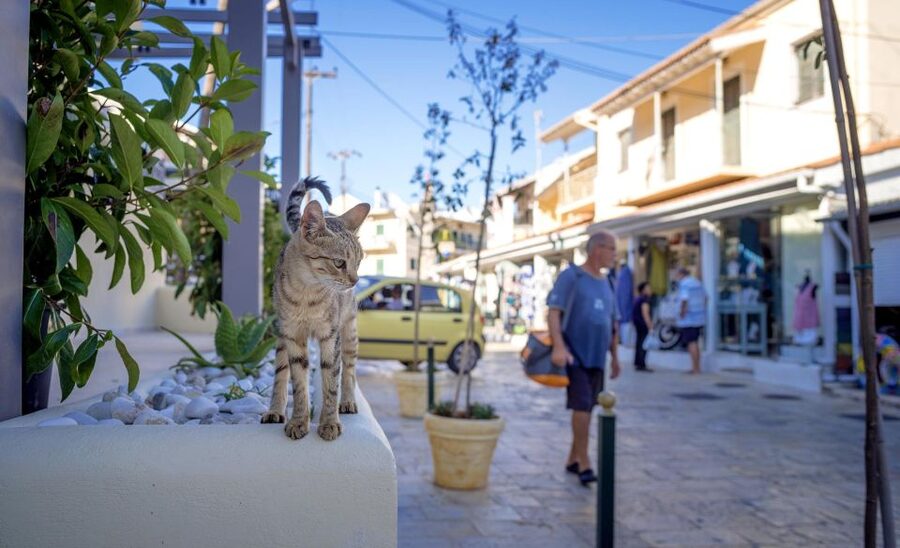 Corfu: Shore & Shared Tour – Kassiopi & Canal d’Amour - What the ride is like between stops