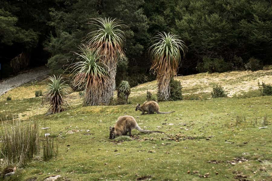 Cradle Mountain National Park by Coach from Launceston - Lunch, hot chocolate, and Ashgrove cheese