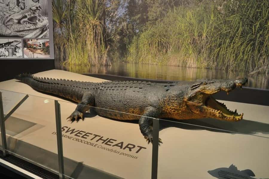 Darwin: City Explorer Bus Tour with Tour Tub - Art, local stories, and the Museum and Art Gallery of NT