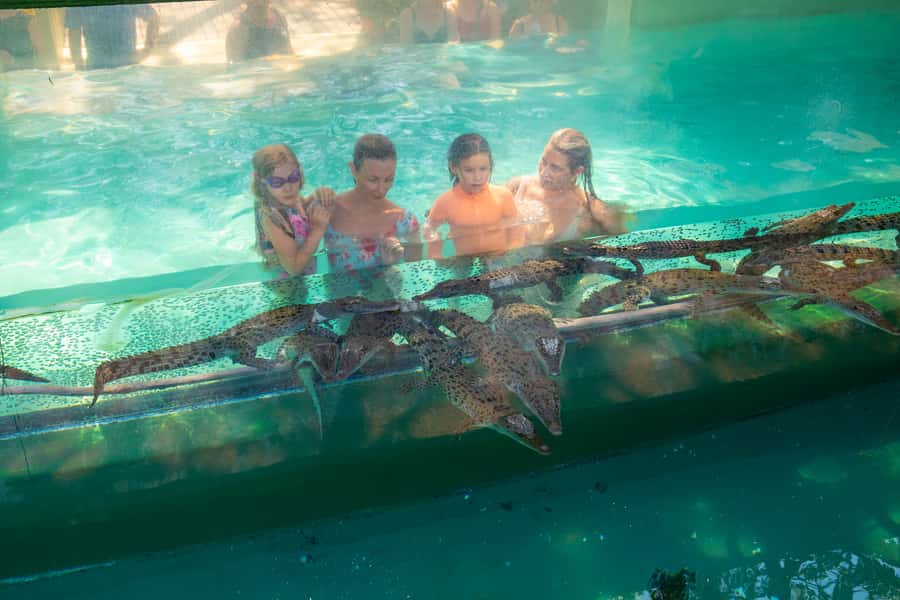 Darwin: Crocosaurus Cove Entry & Hop-on-Hop-Off Bus Tour - Saltwater crocodiles and Australian reptiles