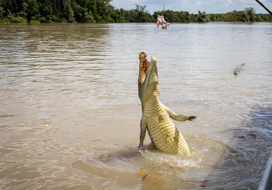 Darwin: The Croc Bus to the Famous Jumping Crocodile Cruise - FAQ