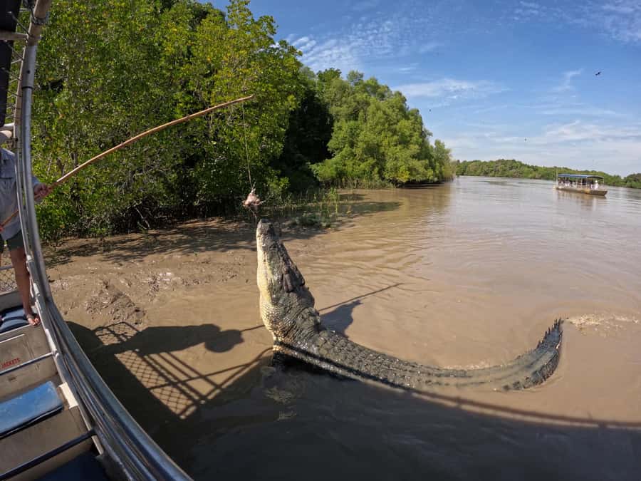 Darwin: The Croc Bus to the Famous Jumping Crocodile Cruise - Fogg Dam brings birds and wetlands into the morning
