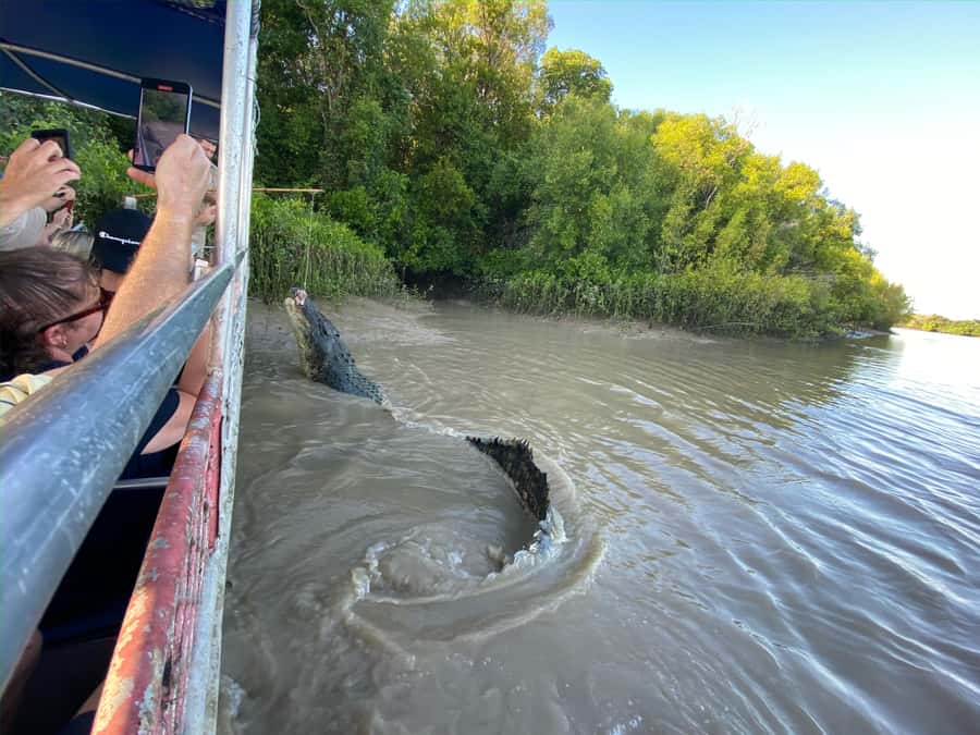 Darwin: The Croc Bus to the Famous Jumping Crocodile Cruise - Is $92 good value for a four-hour tour?