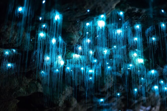 Daytime Scenic Rim Glow Worm Tour + Hop on Hop off Bus - Key points to know before booking