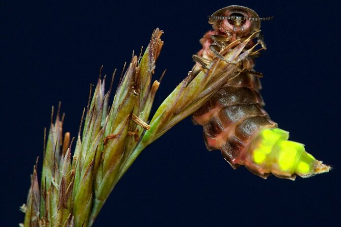 Daytime Scenic Rim Glow Worm Tour + Hop on Hop off Bus - Rainforest walking without a punishing pace