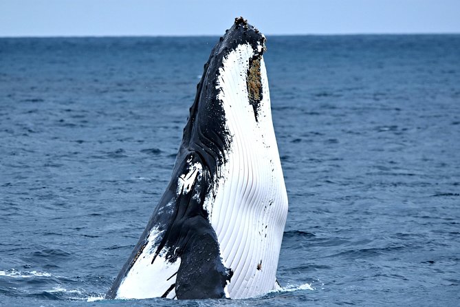 Discover Rottnest with Ferry & Bus Tour - Your free afternoon on Rottnest