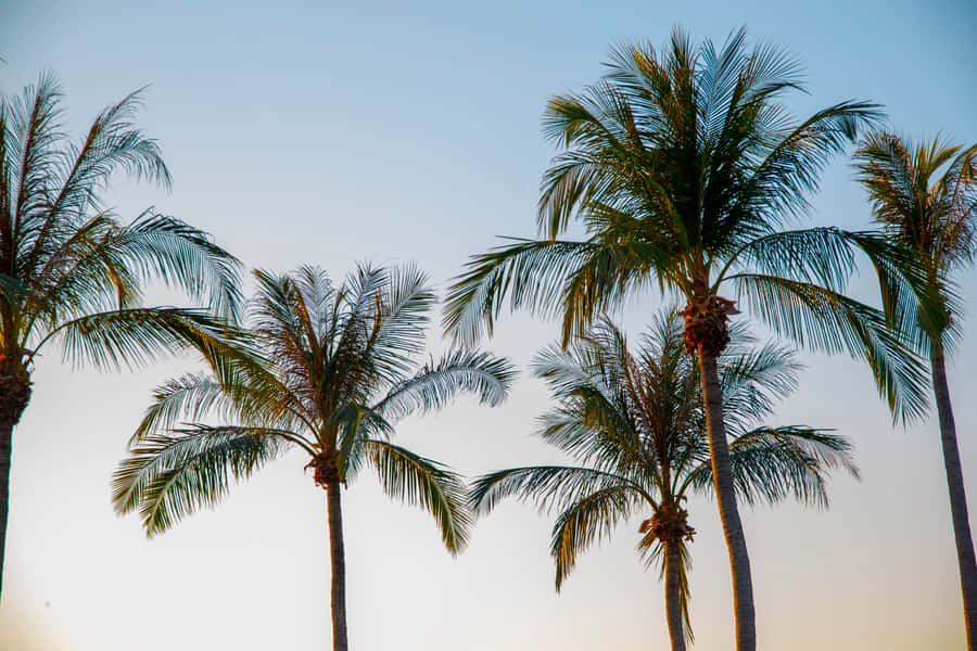Discover the City of Darwin: Half-Day City Coach Tour - Pickup, timing, and the small details that matter
