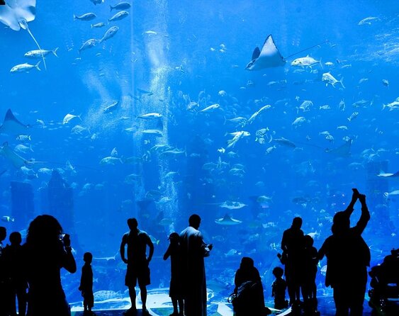 Dubai HOHO Bus Tour, Dhow Cruise & Lost Chambers Aquarium Options - How the two Dubai routes fit together