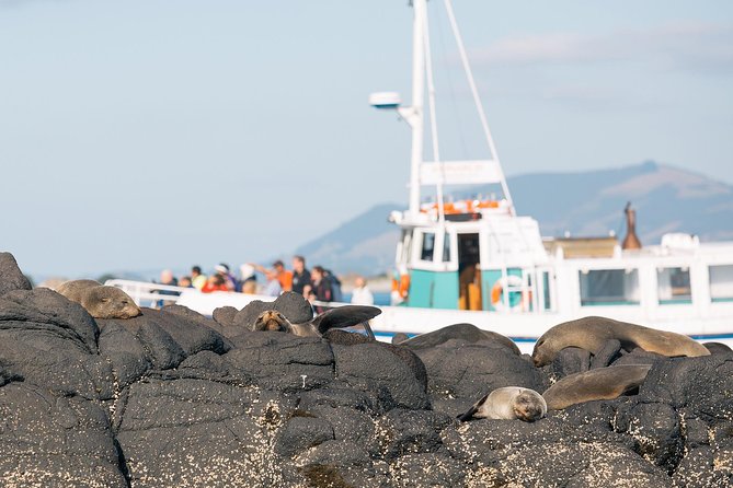 Dunedin City to Sea Wildlife Cruise + Peninsula Bus Tour - Key points to know before booking