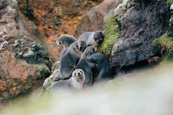 Dunedin City to Sea Wildlife Cruise + Peninsula Bus Tour - The Otago Peninsula bus ride