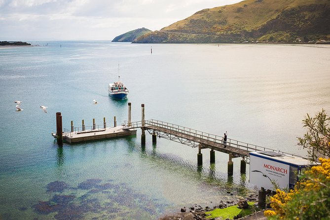 Dunedin City to Sea Wildlife Cruise + Peninsula Bus Tour - Comfort, food, and practical details