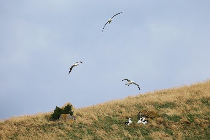 Dunedin City to Sea Wildlife Cruise + Peninsula Bus Tour - Who will get the most from this experience?
