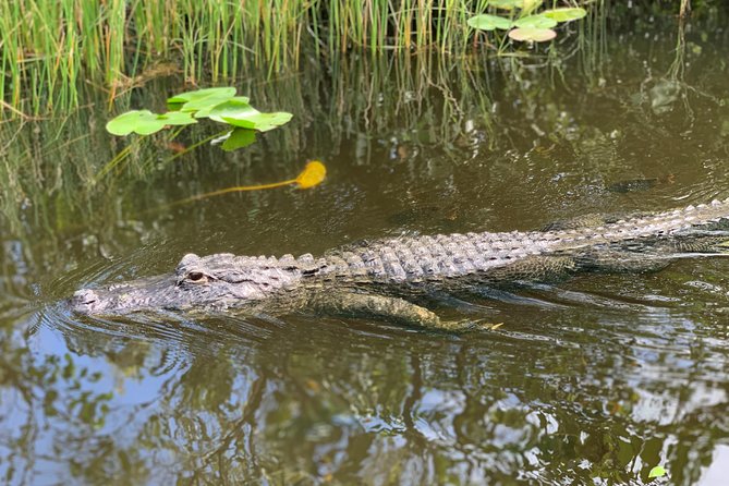 Everglades Airboat, Wildlife Show, and Roundtrip Bus From Miami - How much time do you really get?