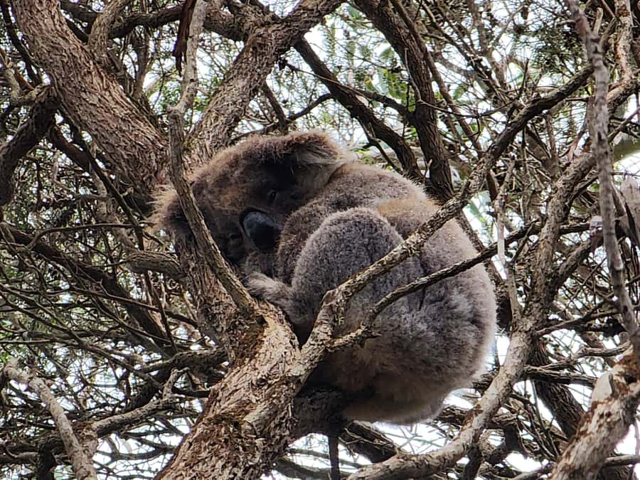 From Adelaide: Premium 2-Day Kangaroo Island Minibus Tour - Key points at a glance
