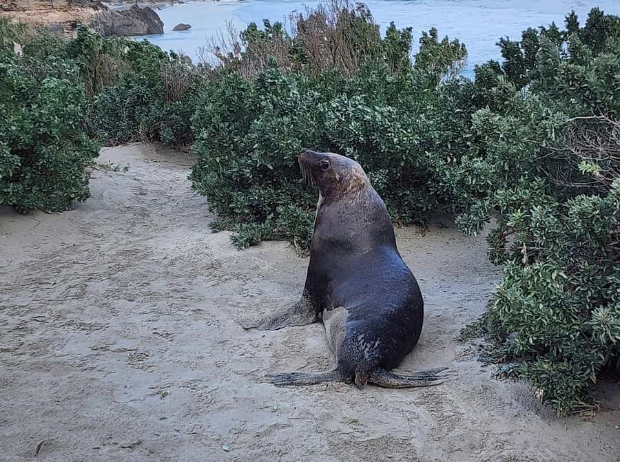From Adelaide: Premium 2-Day Kangaroo Island Minibus Tour - What the $1,132 price includes