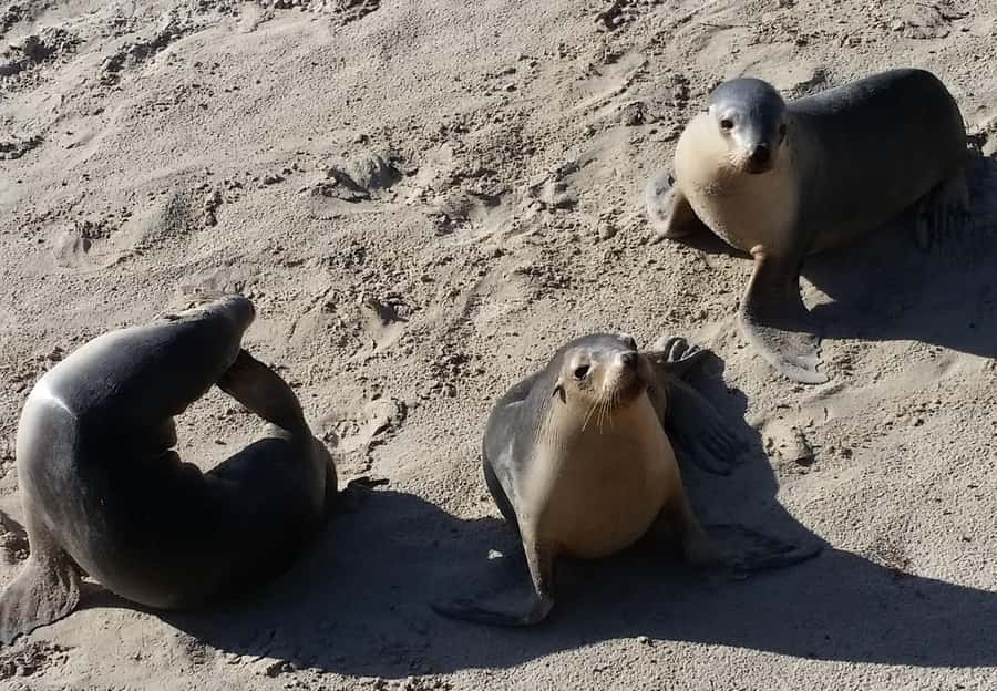 From Adelaide: Premium 2-Day Kangaroo Island Minibus Tour - Little Sahara, gumtrees, and Vivonne Bay