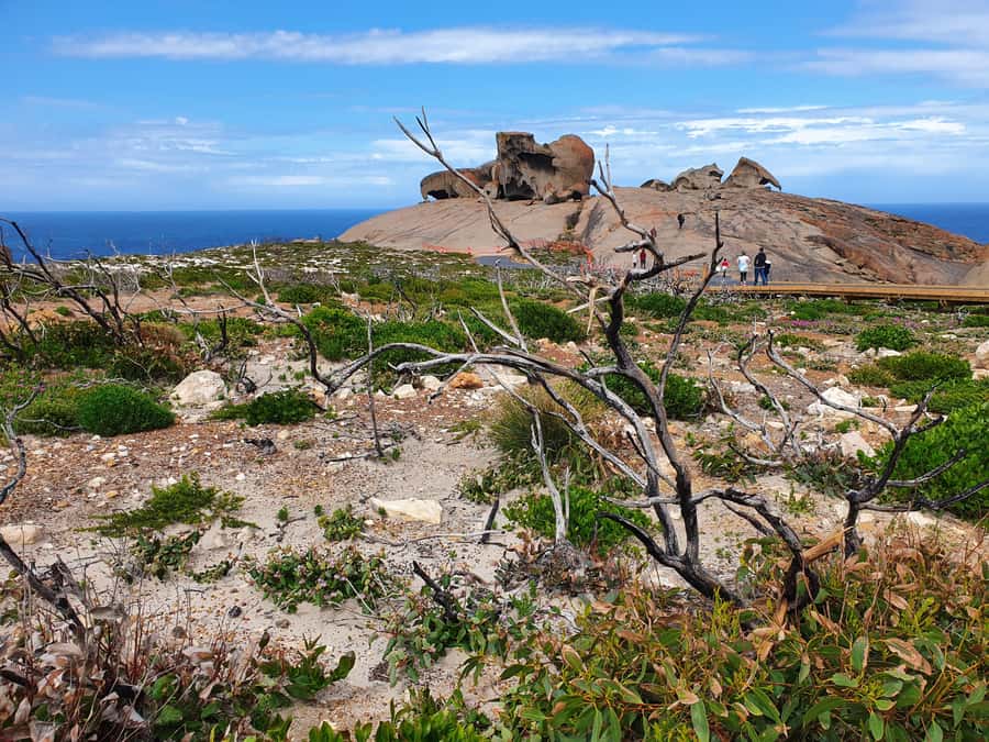 From Adelaide: Premium 2-Day Kangaroo Island Minibus Tour - Honey, dinner, and the long ride home