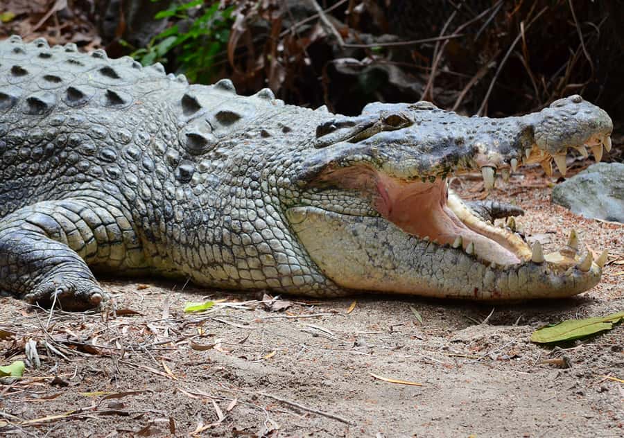 From Cairns: Daintree Wilderness & Cape Tribulation Bus Tour - Walking under the Daintree canopy
