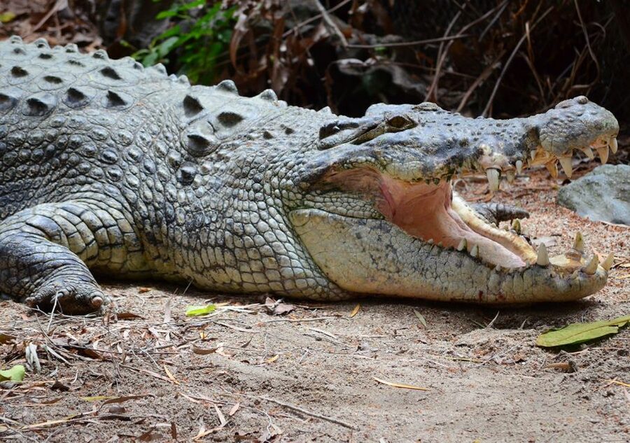 From Cairns: Daintree Wilderness & Cape Tribulation Bus Tour - Lunch where the rainforest meets the sea