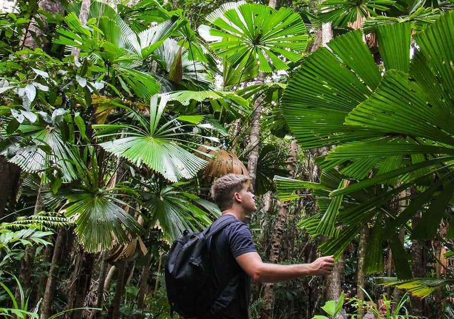 From Cairns: Daintree Wilderness & Cape Tribulation Bus Tour - The guides make the difference