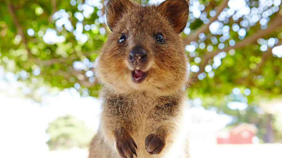 From Fremantle: Rottnest Island Ferry & Bus Day Tour - Timing, comfort, and accessibility