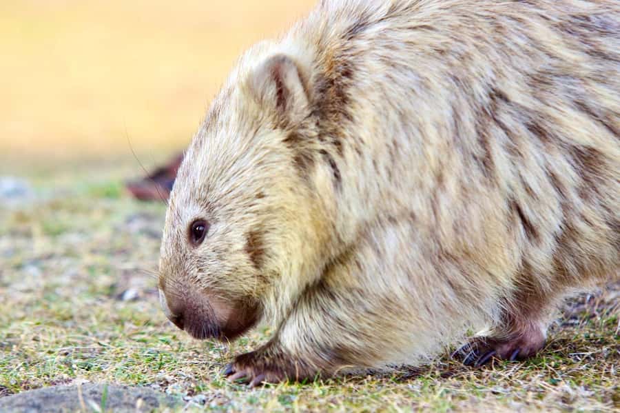 From Hobart: Day Tour to Maria Island with Bus Connection - Maria Island by boat gives you the full picture