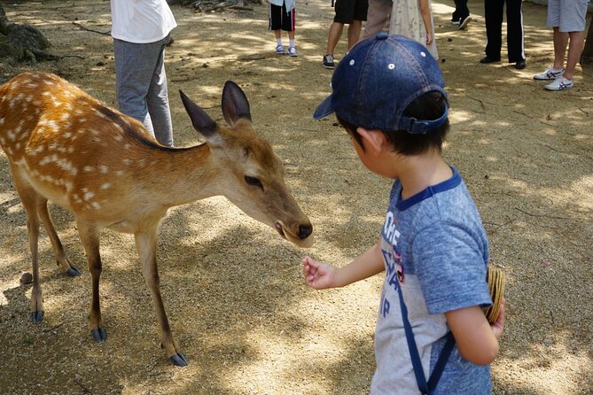 From Kyoto: Nara History Guided Half Day Bus Tour with Lunch - Walking from the shrine to Todaiji
