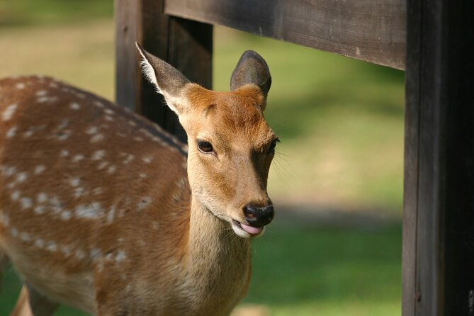From Kyoto: Nara History Guided Half Day Bus Tour with Lunch - Todaiji and the Great Buddha