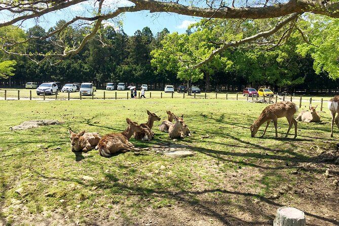 From Kyoto: Nara History Guided Half Day Bus Tour with Lunch - What the guides add to the day