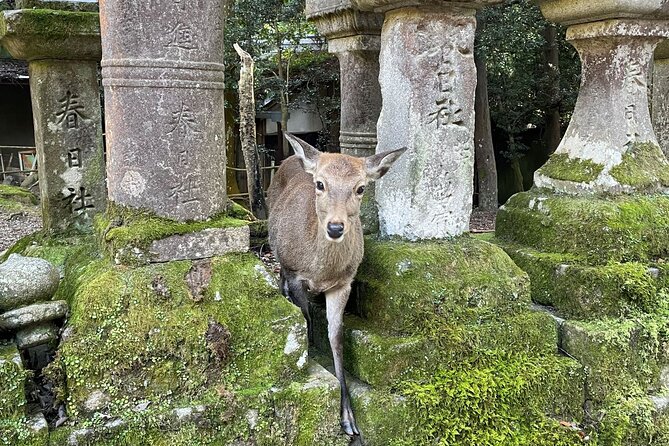 From Kyoto: Nara History Guided Half Day Bus Tour with Lunch - Meeting in Kyoto and getting to Nara