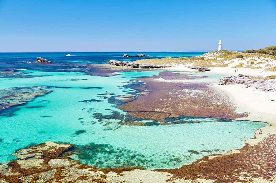From Perth or Fremantle: Rottnest Island Ferry and Bus Tour - The 1-hour 45-minute Bayseeker bus tour